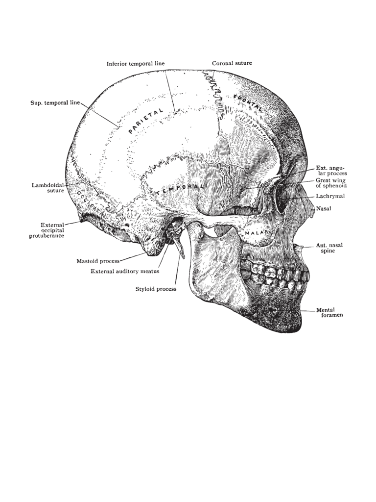 768x1024 Skull Anatomy Ringspun Tee Medthusiast