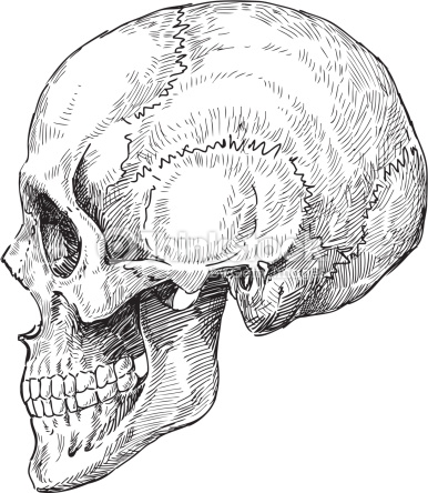 386x444 Arte Vectorial Human Skull Sketch Art Inspiration