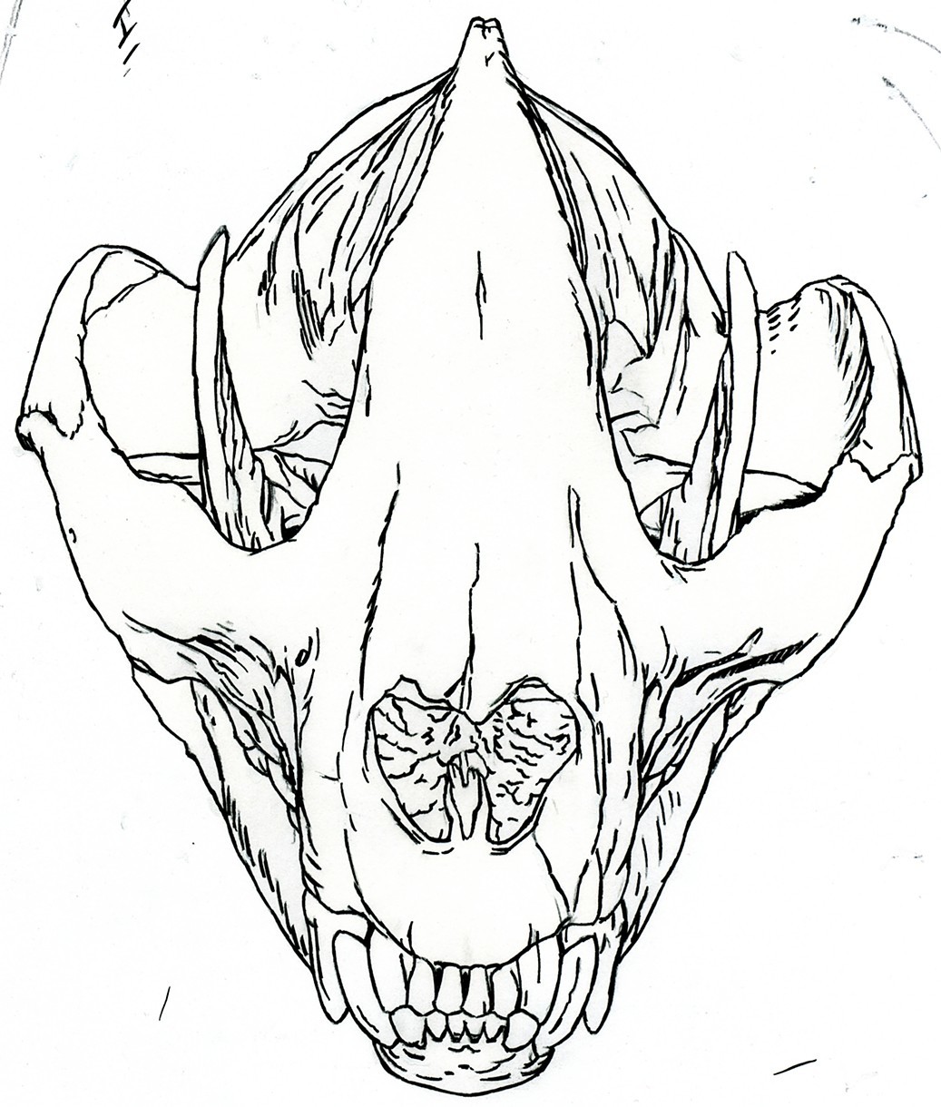 Skull Drawing