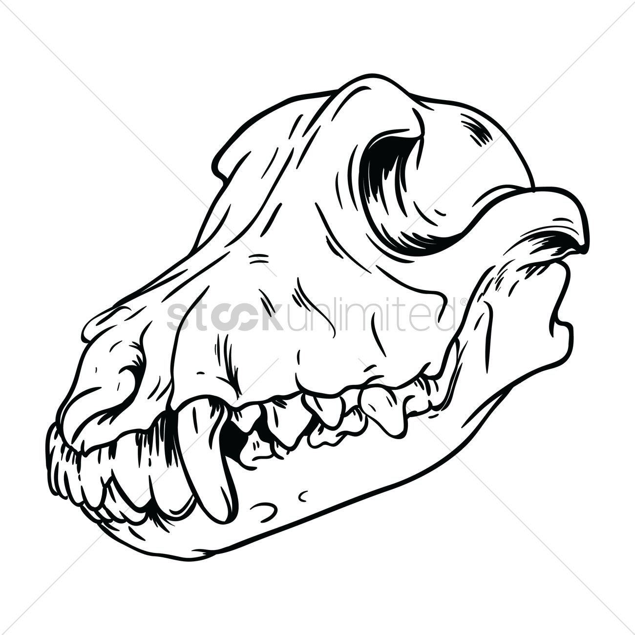 1300x1300 Free Dog Skull Vector Image