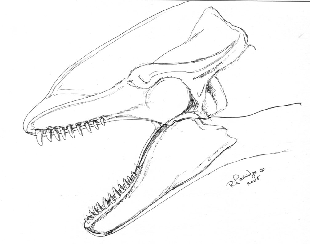 1007x793 Orca Skull With Head Outline By Sykoticorka