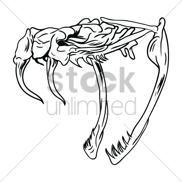 600x600 Free Snake Skull Vector Image