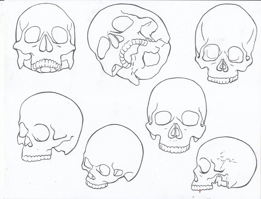 900x686 Line Drawing Skull Study By Theannastazia
