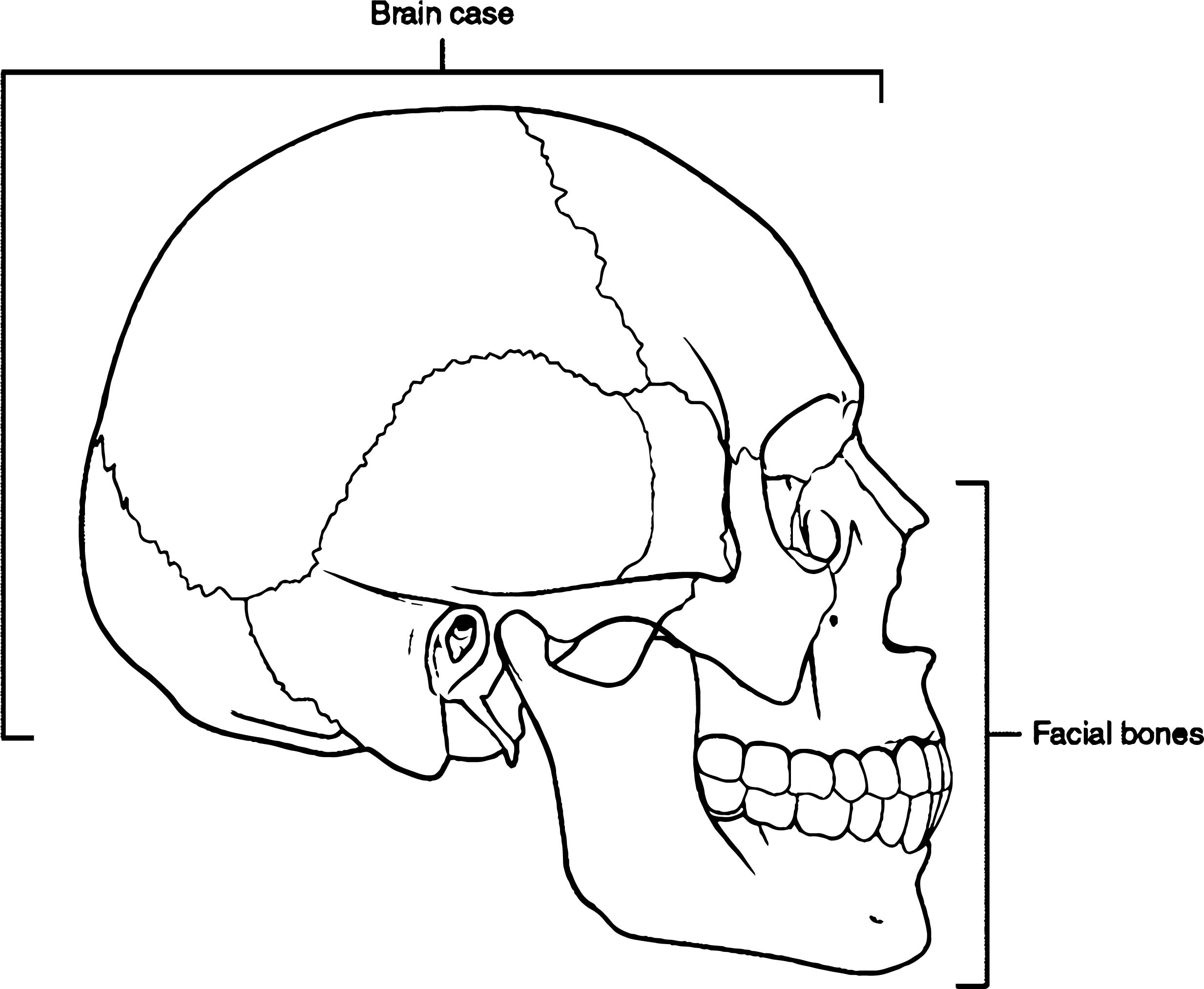 2466x2026 Parts Of Skull Picture Sketch Drawing Coloring Page Wecoloringpage