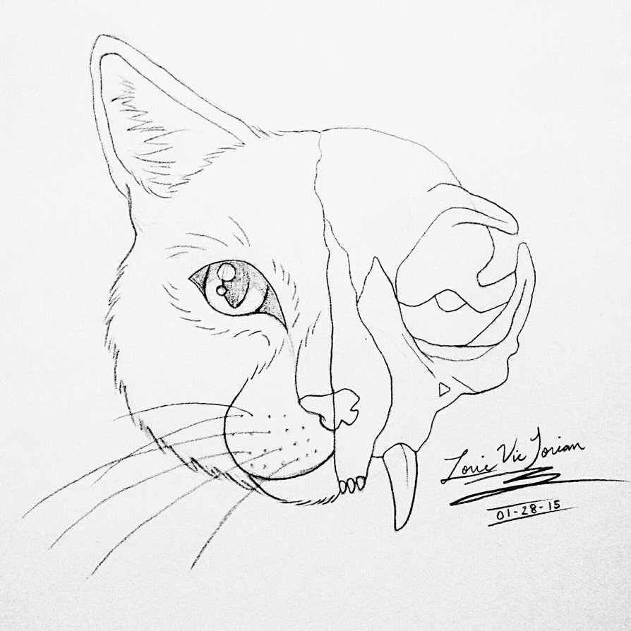 894x894 Cat Skull Sketch By Lorietorian
