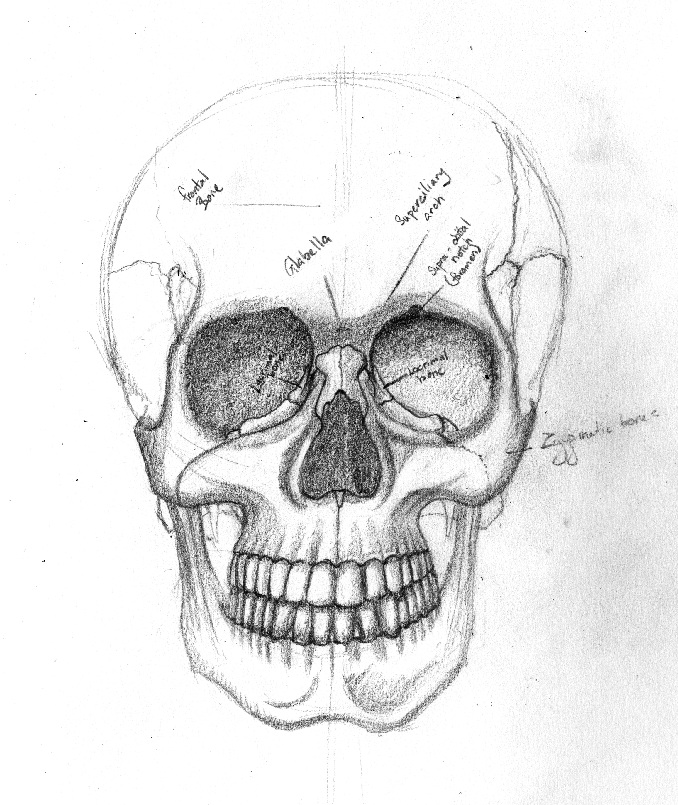 2312x2744 Skull Drawing Drawing Pics