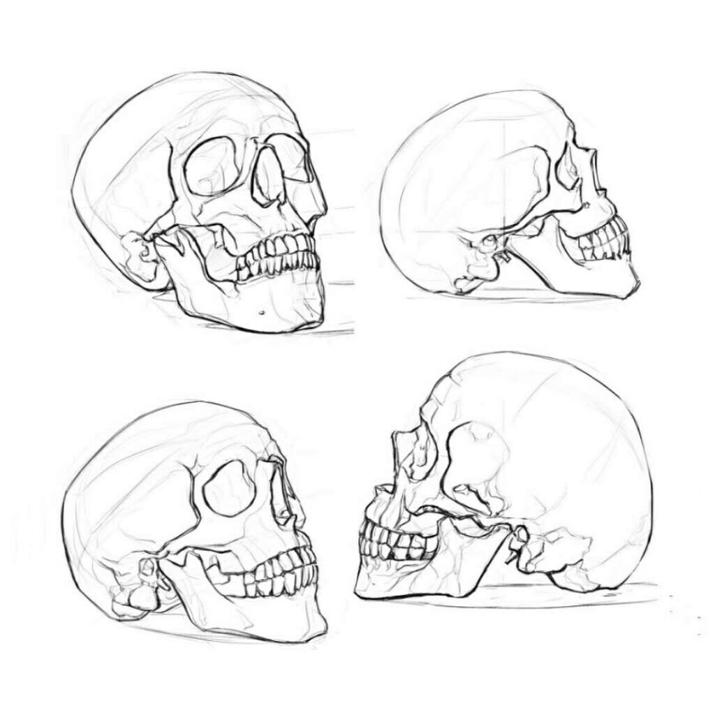 1024x1024 Skull Sketch. Doperidoo Skull Sketch, Sketches And Oc