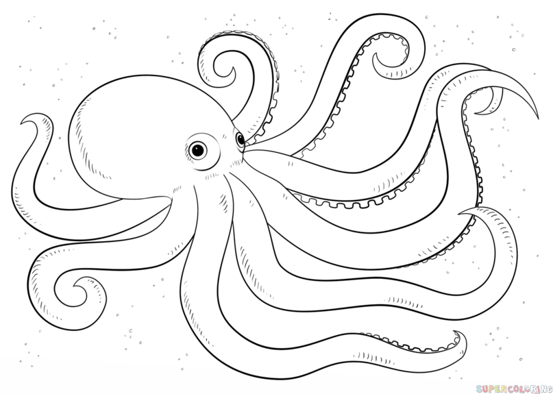807x575 Coloring Pages Lovely Octopus Drawings Skull Drawing Coloring