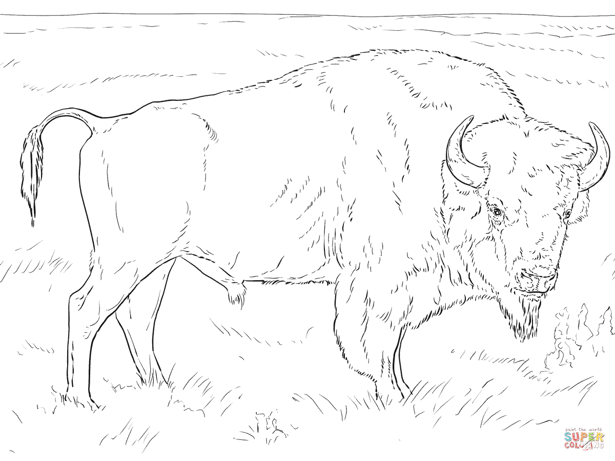1200x900 Drawing How Draw A Buffalo Skull Step By Step Plus How