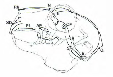 481x328 Rabbit Skull Schematic Diagram With Craniometric Points Used