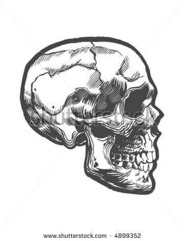 360x470 Skull Profile