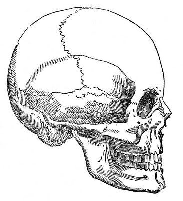 Skull Side View Drawing