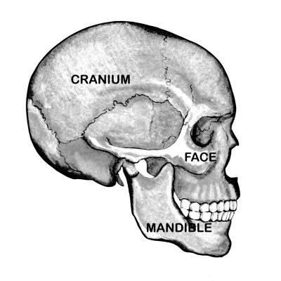 400x400 Human Skull Labeled Side View Photographic Print