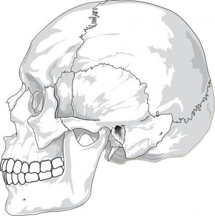 422x425 Human Skull Side View Clip Art Vector Clip Art Free Vector Free