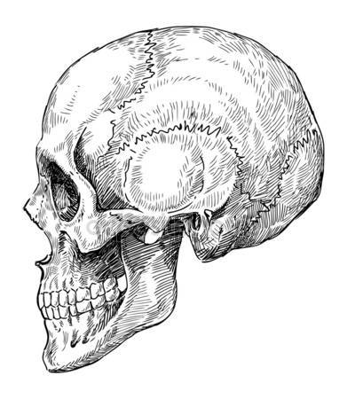 391x450 Sketch Side View Skull Stock Vector Nikiteev