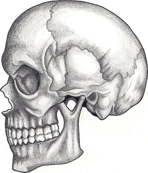 613x720 Side View Skeleton Kb Resolution 613 720 Link Thumb Embed Stats