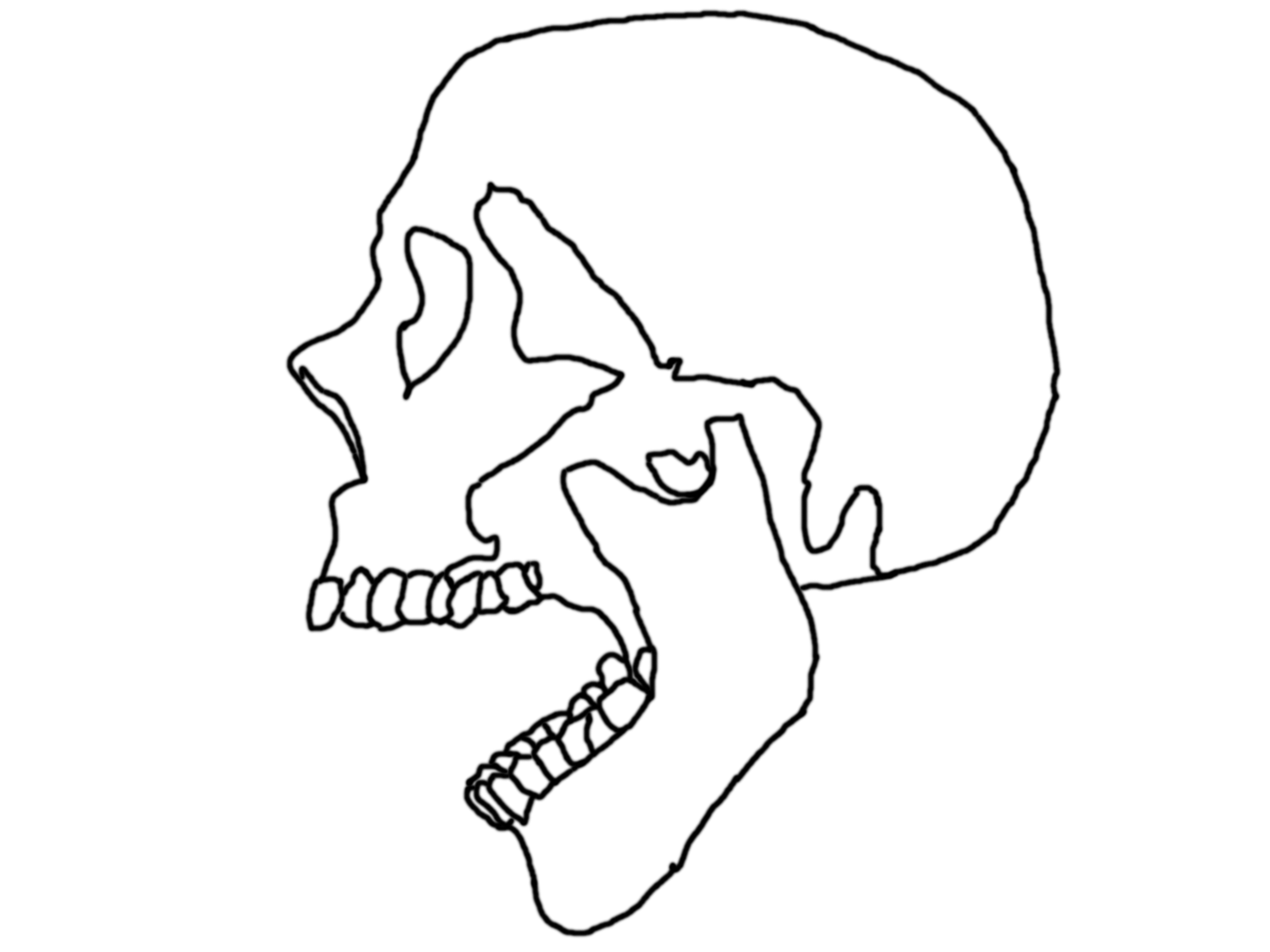 2592x1944 Skullsideview Explore Skullsideview