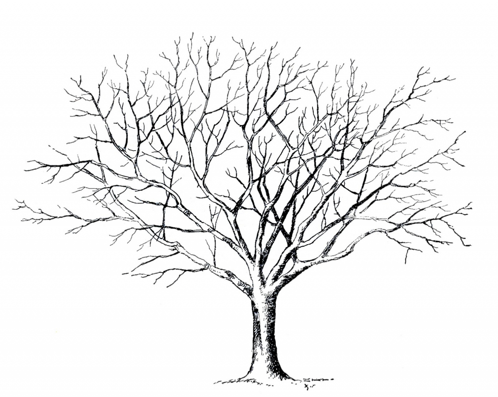1024x816 Drawing Leaves On Trees Drawing A Tree Without Leaves