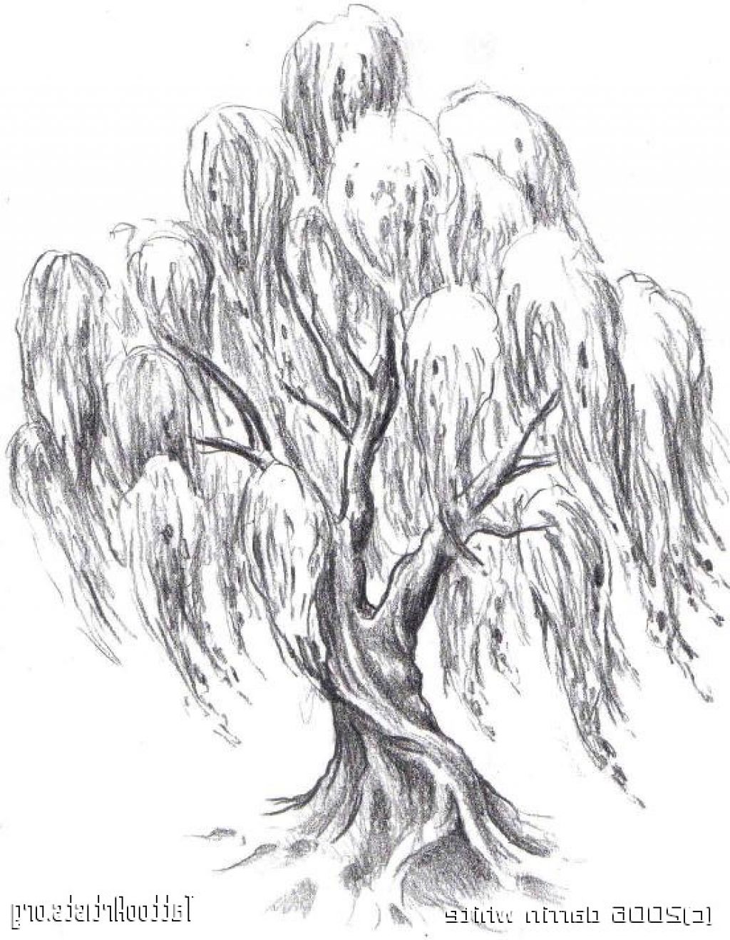 1024x1317 Weeping Willow Tree Drawings
