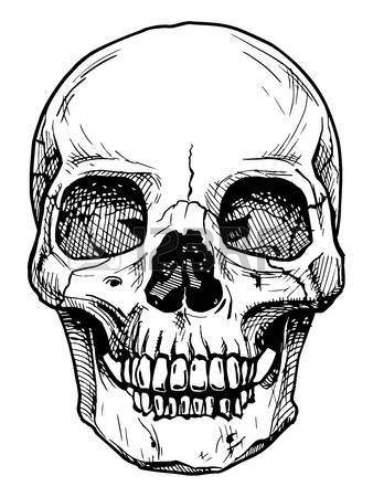 338x450 Drawn Skull Vector