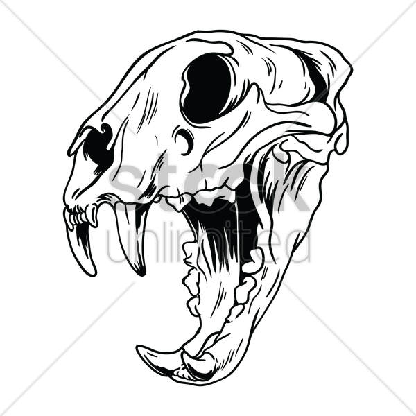 600x600 Free Tiger Skull Vector Image