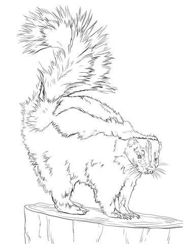 360x480 North American Striped Skunk Coloring Page Free Printable