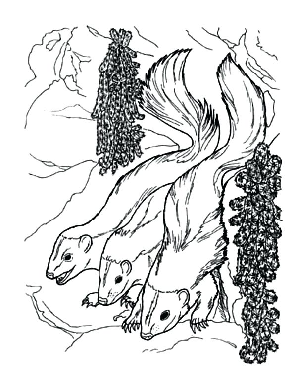 600x739 Skunk Coloring Page Three Striped Skunk Coloring Page Cartoon