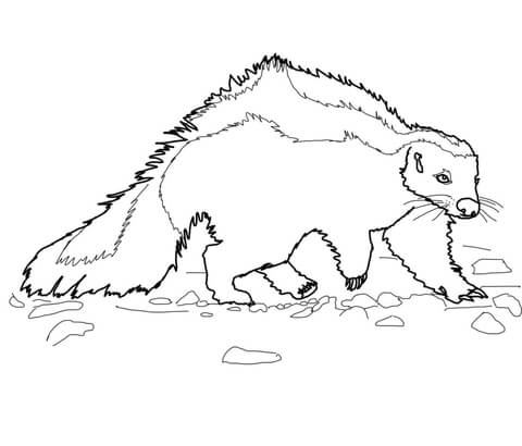 480x410 Hog Nosed Striped Skunk Coloring Page Free Printable Coloring Pages