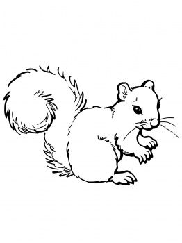 262x350 Coloring Pages Squirrels