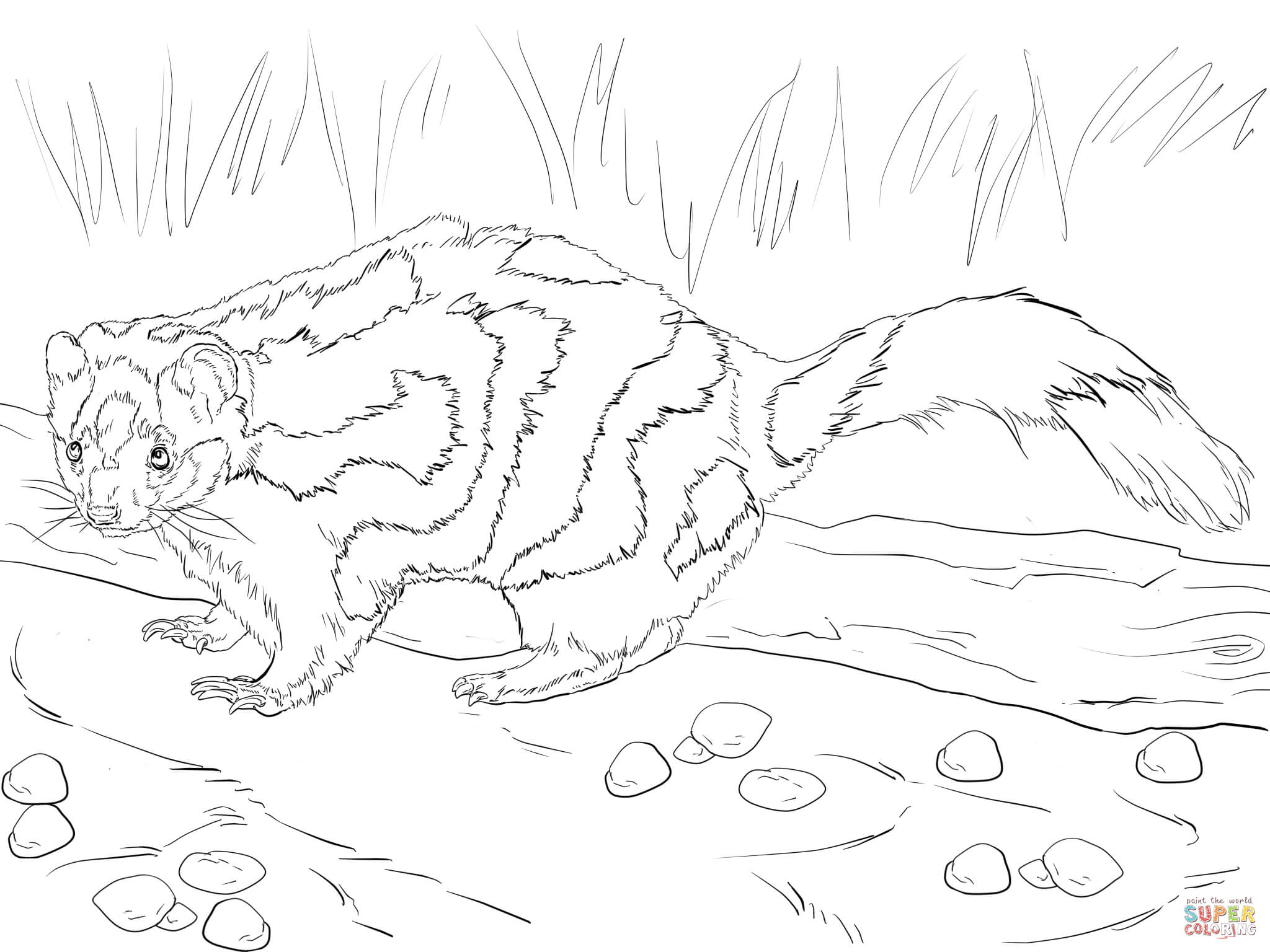 2048x1536 Eastern Spotted Skunk Coloring Page Free Printable Coloring Pages