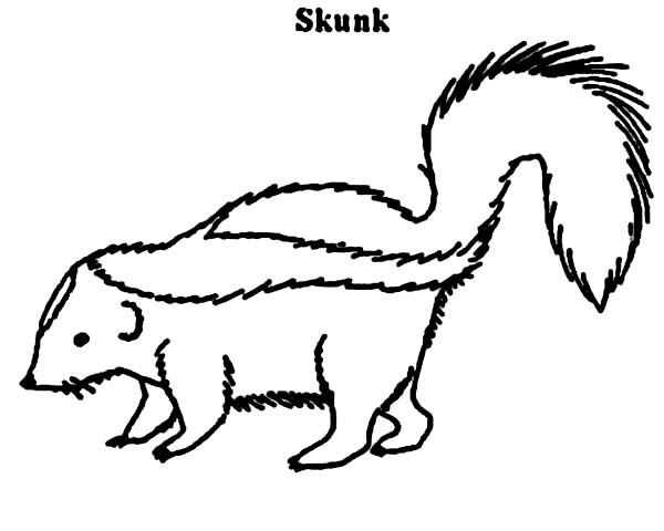 600x480 Skunk Hunt For Food Coloring Page Color Luna