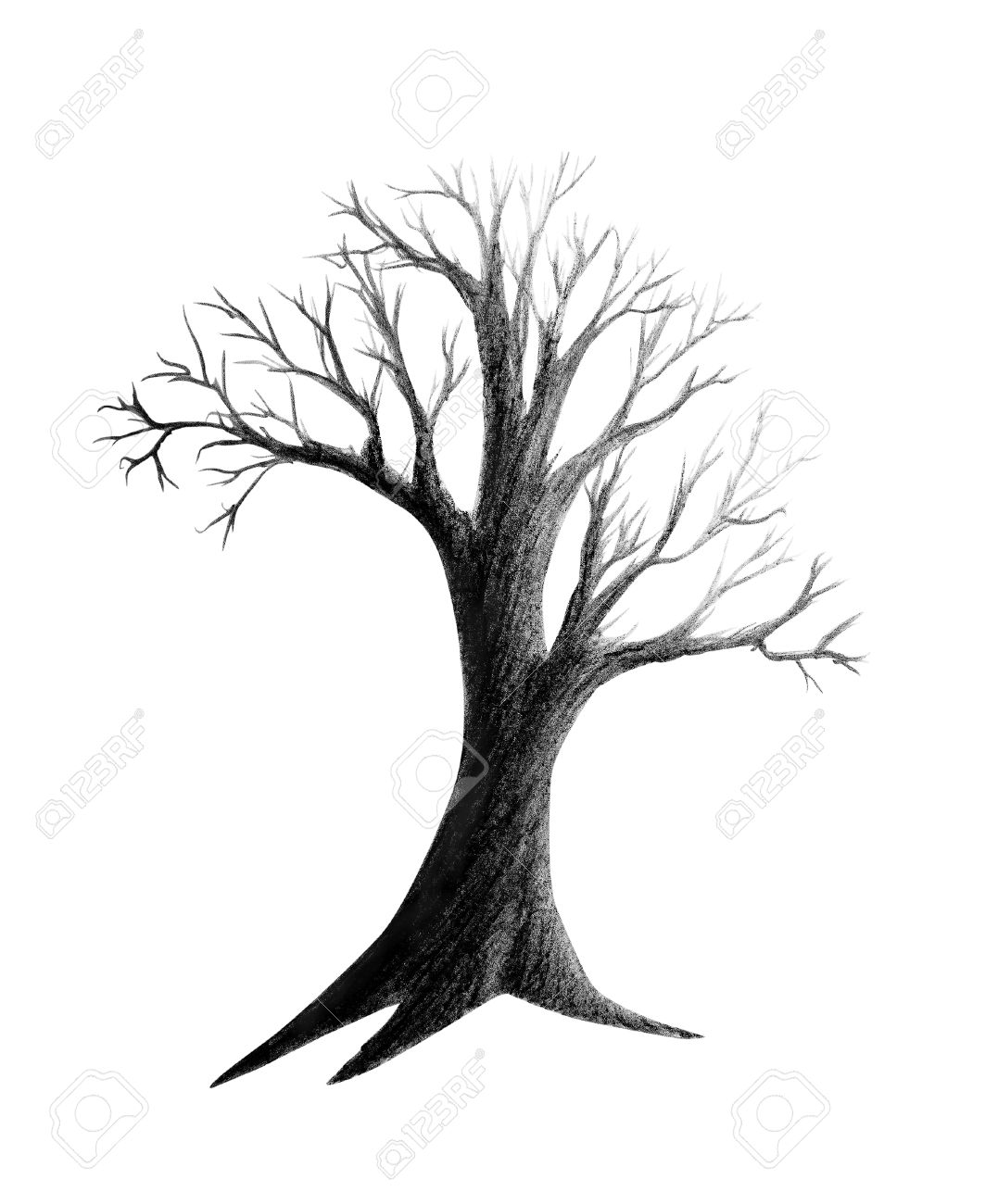 1077x1300 Pencil Drawing Dry Tree Isolated On White Stock Photo, Picture