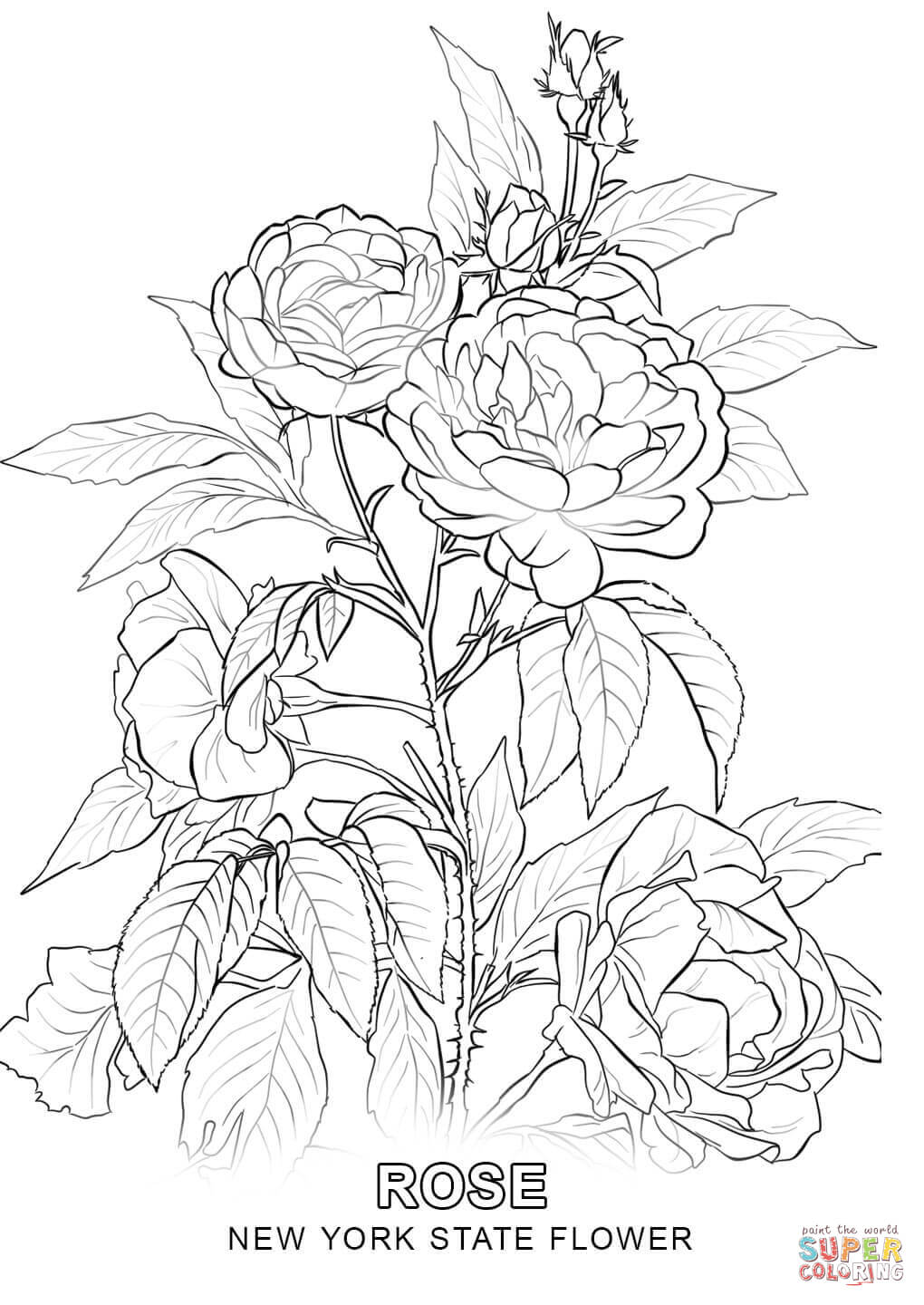 1020x1440 New York State Flower Coloring Page Free Printable Coloring Pages