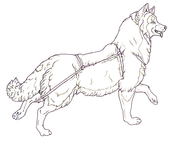 582x478 Mural Three Snow Bears Sled Dog Running Head Up Coloring