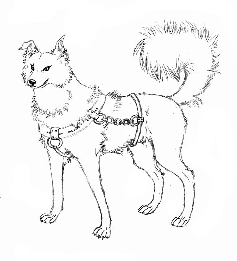 800x883 Sled Dog Benji By Salty Hero224