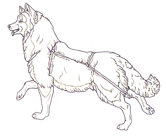 582x478 Three Snow Bears Sled Dog Running Reverse