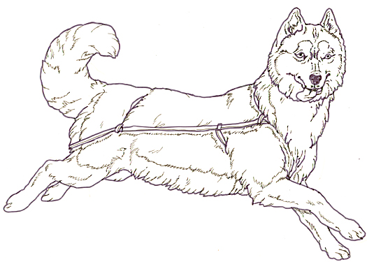 525x375 Three Snow Bears Sled Dog Facing