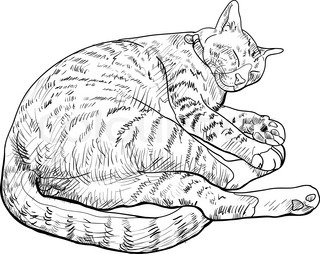 320x254 Sleeping Cute Cat Stock Vector Colourbox