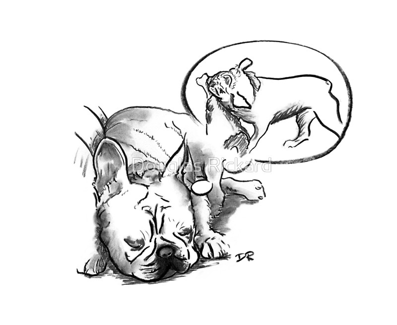 800x655 Sleeping Dog