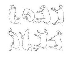 236x187 This Week We Are Excited To Spotlight How Service Dogs Can Change