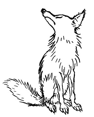 300x372 The Fox And The Grapes