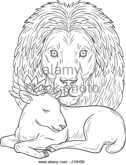 413x540 Sleeping Lion Black And White Stock Photos Amp Images