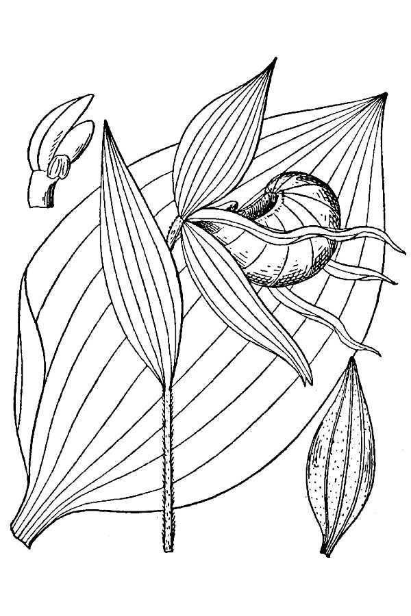 600x900 Lady's Slipper Facts And Health Benefits