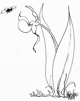 278x349 Lady's Slipper Orchid And Bee A Quick And Simple Drawing
