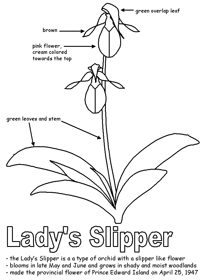 718x957 Lady Slipper With Labels