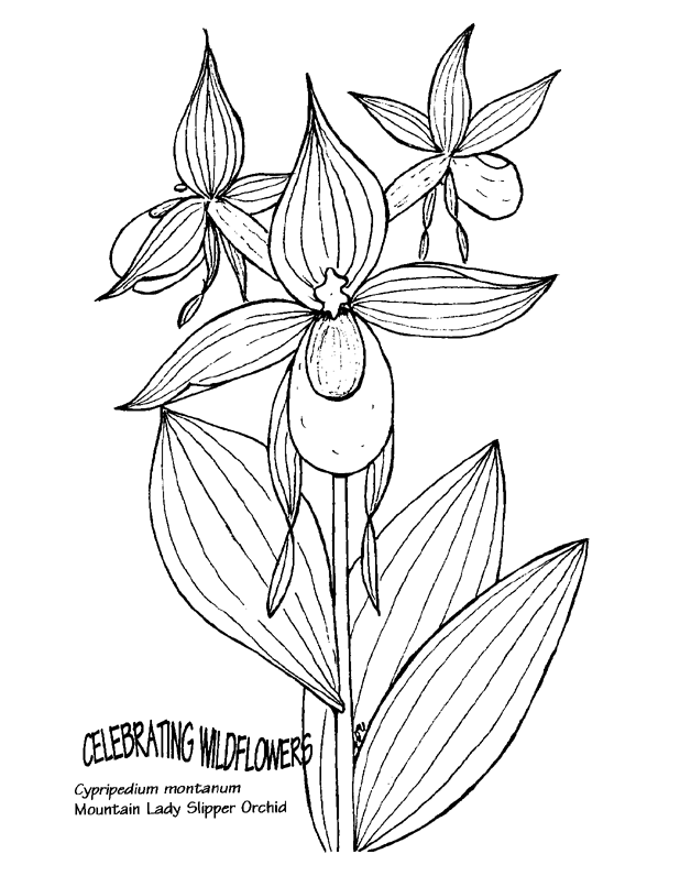 628x796 Mountain Lady Slipper Orchid Free Coloring Pages For Kids