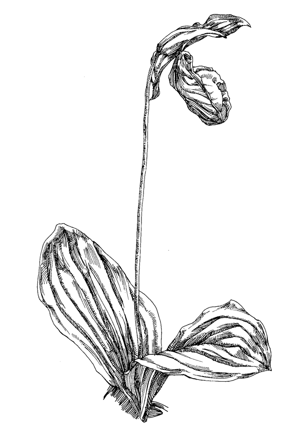 600x840 Pink Lady Slipper 1