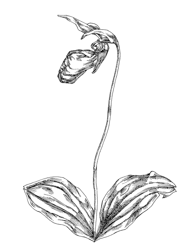 600x840 Pink Lady Slipper 5