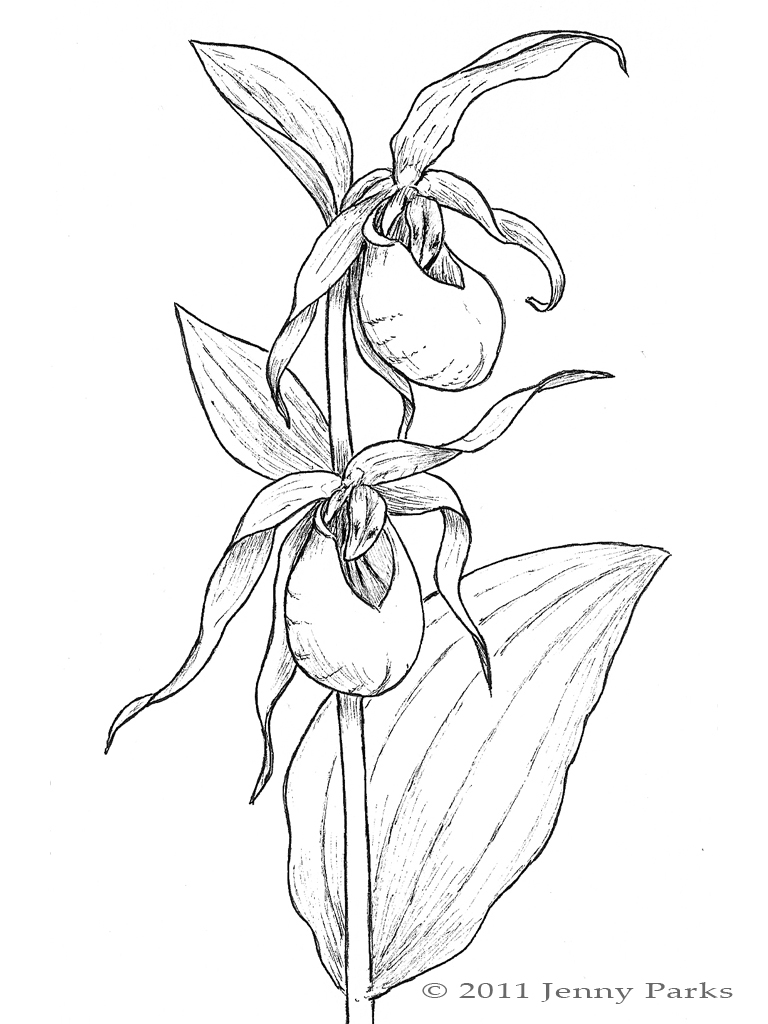 768x1024 Science And Wildlife Jenny Parks Illustration