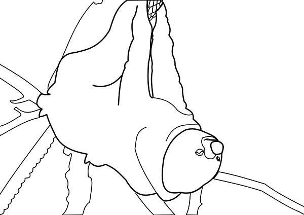 600x424 Kids Drawing Of Sloth Coloring Page Color Luna